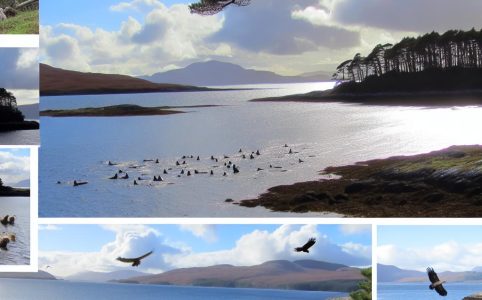 Wildlife spotting in the Sound of Mull