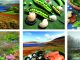 Seasonal delicacies in Argyll