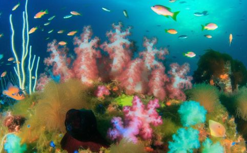 Marine life in the waters around Argyll