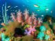 Marine life in the waters around Argyll