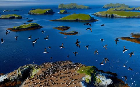 Puffins and seabird colonies on the islands