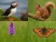 Rare flora and fauna in Argyll