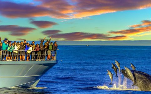 Whale and dolphin watching tours