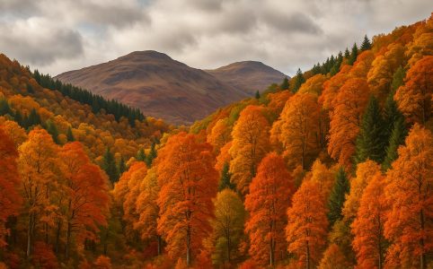 Autumn colors in the forests of Argyll